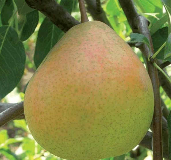 Оксамит 2х річка