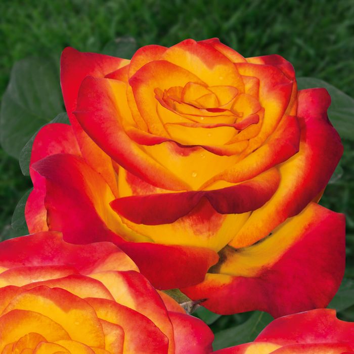 Циркус  (Circus)