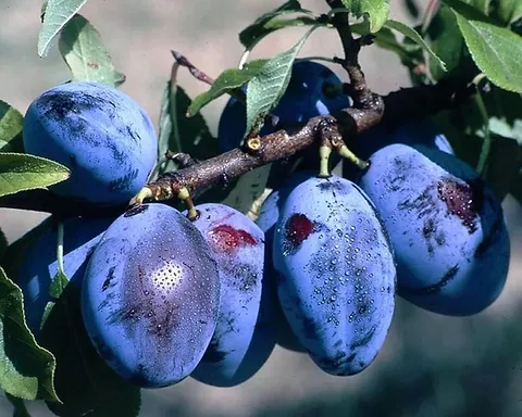 Угорка (пізня)