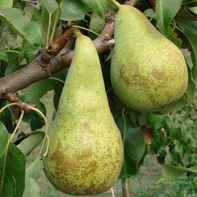 Конференція