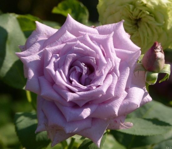 Блю Берд (Blue Bird)