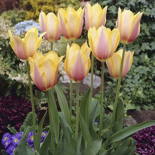 Тюльпан Гігантський Blushing Lady 10/11