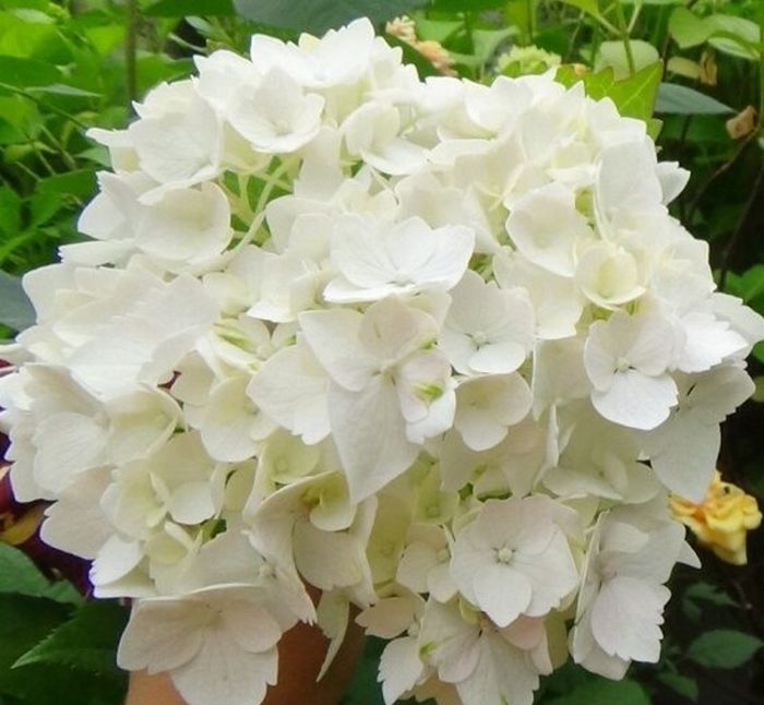 Ваніла Скай (Vanilla Sky)