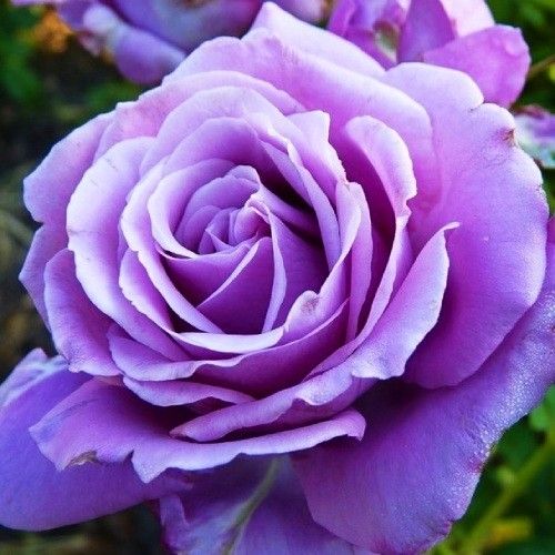 БЛЮ ПАРФЮМ  (BLUE PARFUM)