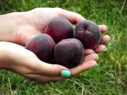 Чорний принц