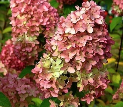 Гортензія Волотиста МЕДЖІКАЛ КЕНДЛ (Magical Candle)