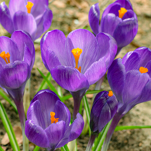 Крокус великоквітковий 