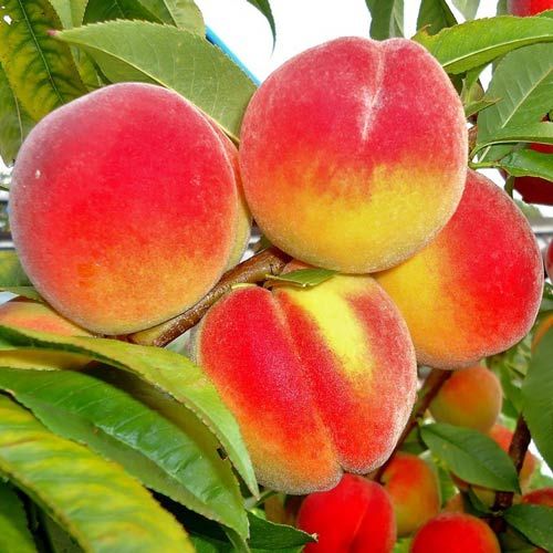 Золотий Ювілей (середній)