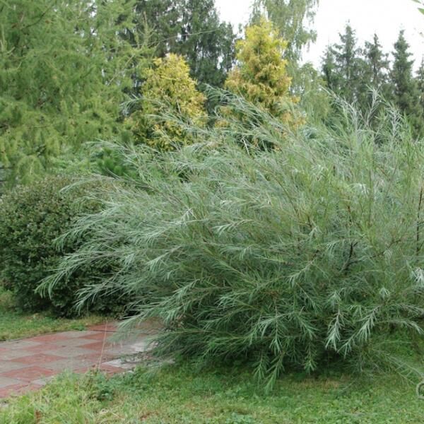 Верба  розмаринолиста ( Salix rosmarinifolia )