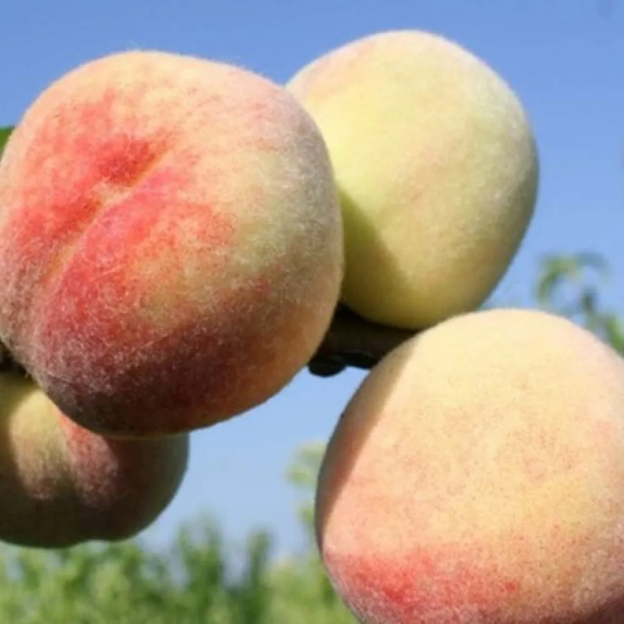 Персик Білий Лебідь (середньо-пізній)