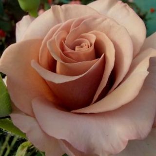 Мокароза (Mokarosa)