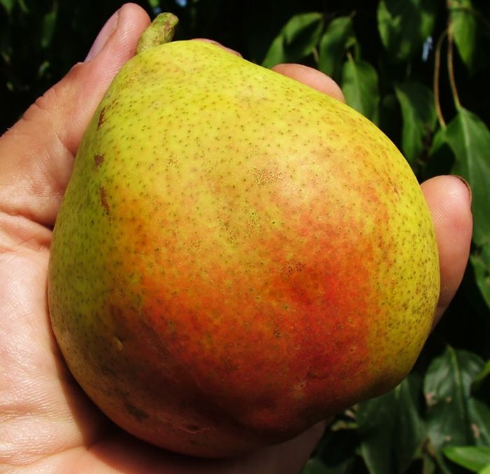 Микола Крюгер 2х річка