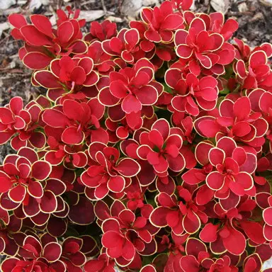 Барбарис тунберга Рубі Стар( Berberis Ruby Star)