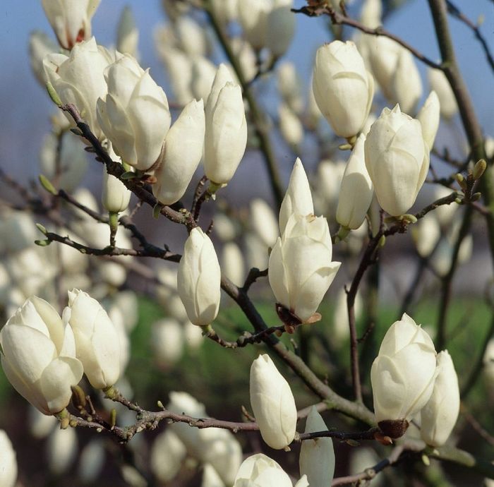 Magnolia soulangeana Alba Superba