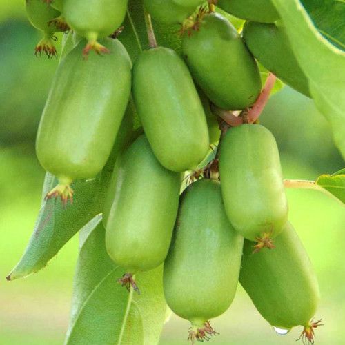 Джамбо (жіноча) 1 річна