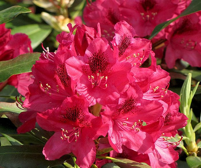 Nova Zembla 2 річні