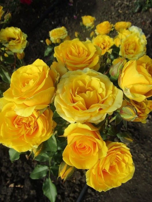 Еллоу Долл ( Yellow Doll)