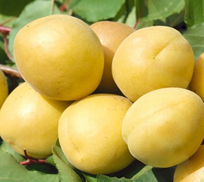 Шалах (Ананасний)