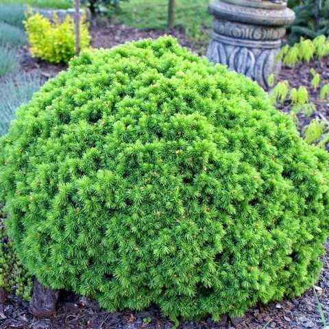 Ялина канадська Альберта Глобе С2