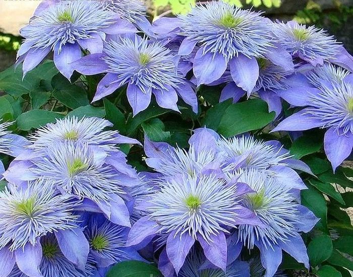 Кристал Фонтан (Crystal Fountain)