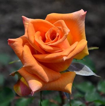 Голден Сільвер (Golden Silver)