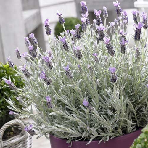 Лаванда вузьколиста Silver Mist (Сілвер Міст)