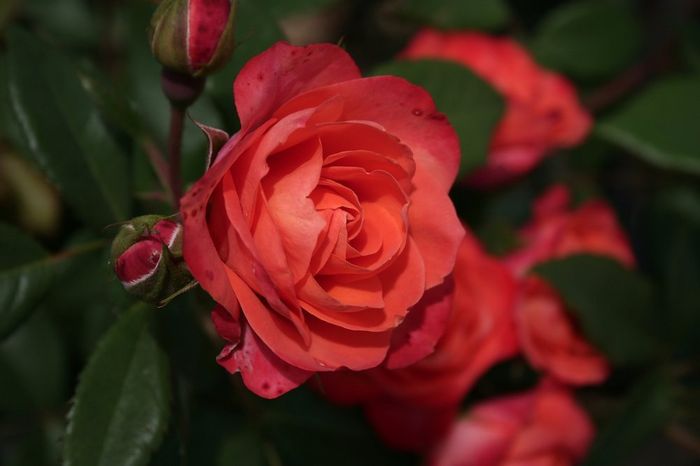 Революшн (Revoluсion)