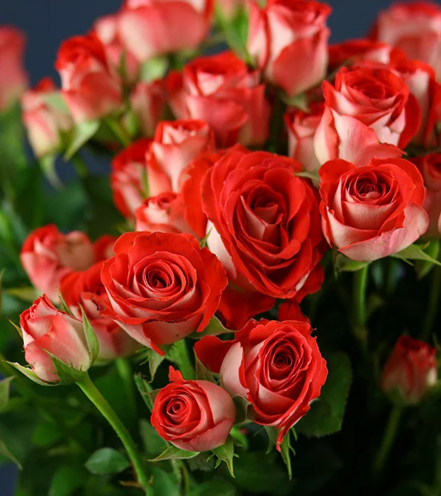 Зодіак (Zadique)