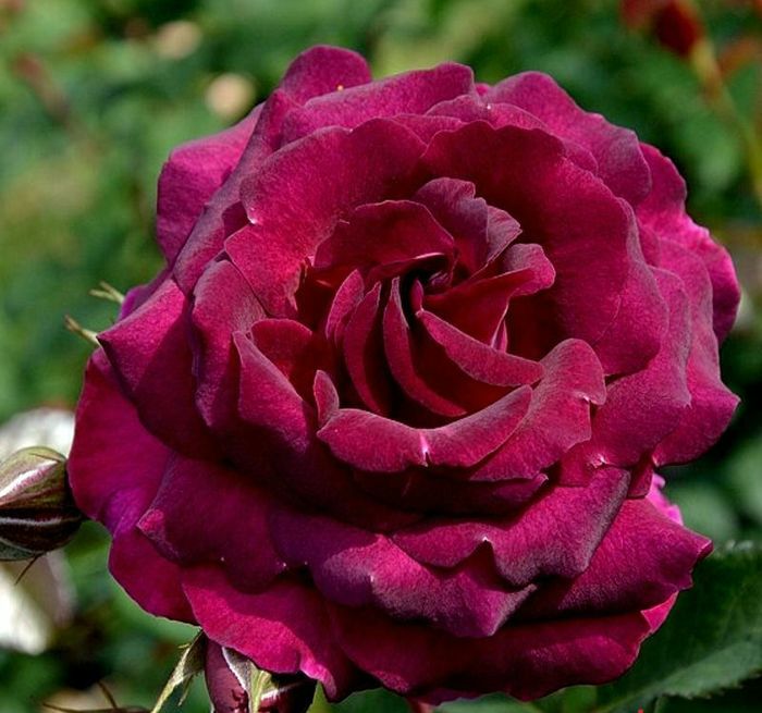 Сомме 2016 (Sommers 2016)