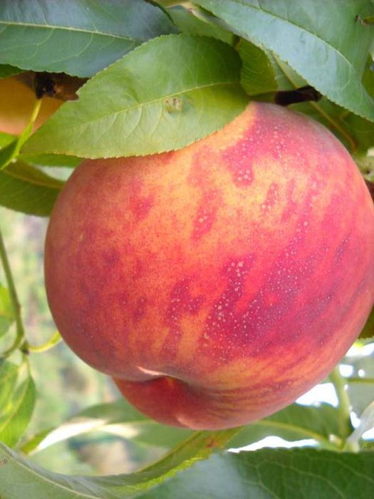 Посол миру (середній)