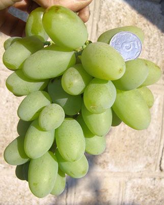 Ніколо Аматі