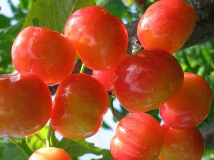 Легенда  Млієва (середня)