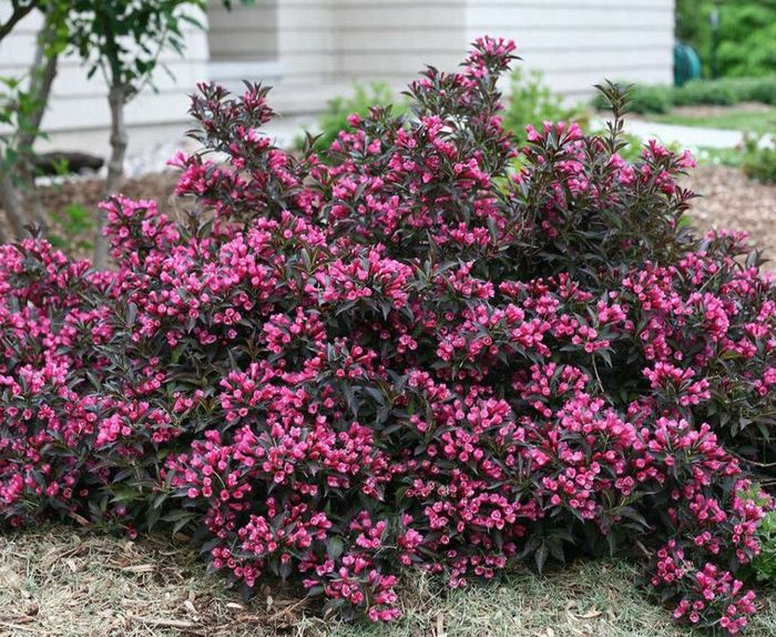 Вейгела НАНА ПУРПУРЕА (Nana Purpurea) р9