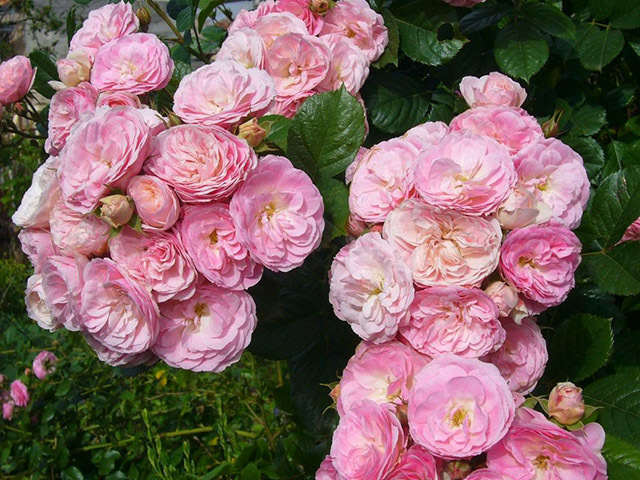 Букет Парфе