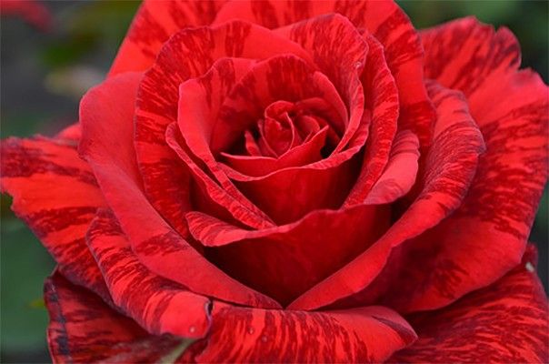 РЕД ІНТУІШН (RED INTUITIONRE)