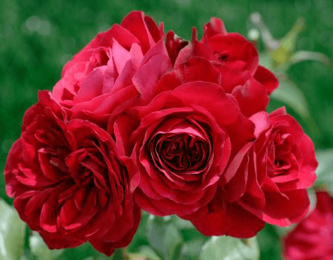 Нахеглут (Nahelglut)