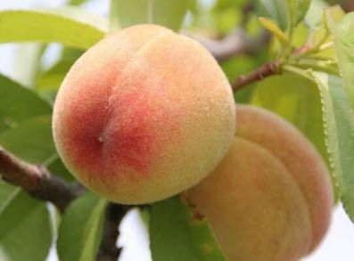 Богун (середній)