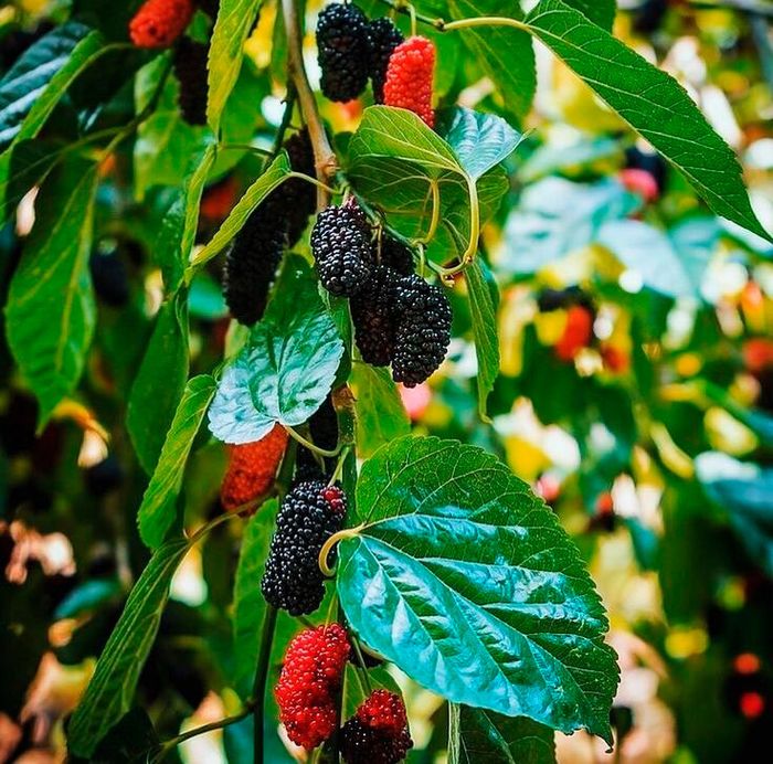 Турецька  чорна