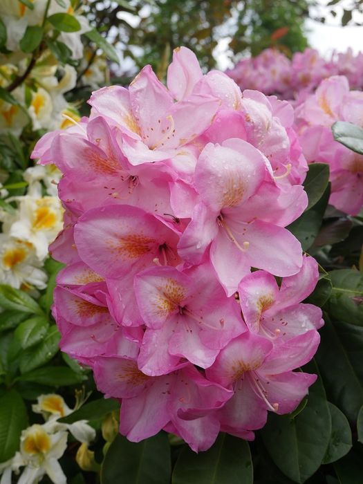 Arkadius Fortune(4х річка)