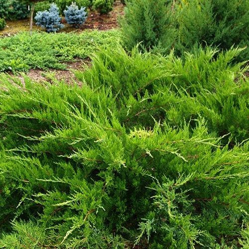 Ялівець Пфітцеріана  ‘Mint Julep’