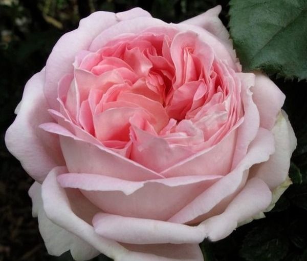 Муріам/Эмейзинг Грейс (Myriam/Amazing Grace)