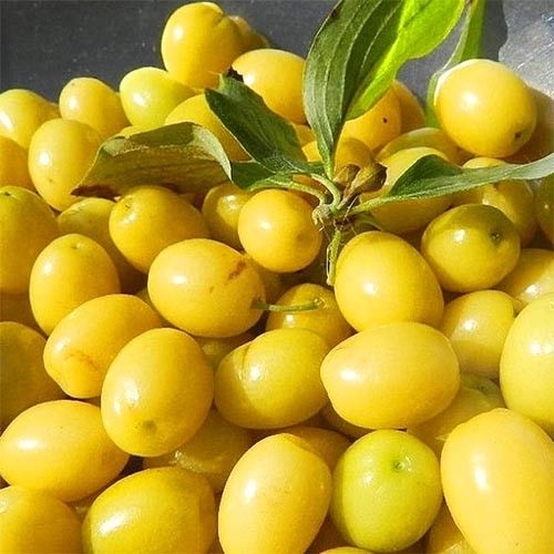 Янтарний (привитий)