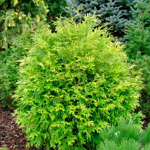 Туєвик японський  долотовидний