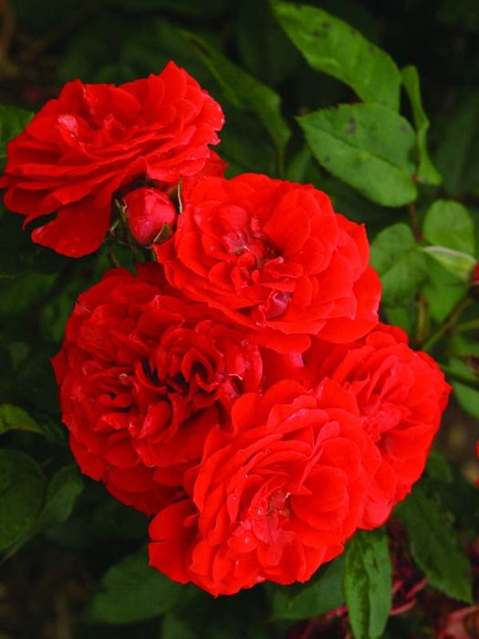 Оранж Мейландіна (Grimpant Orange Meillandina)