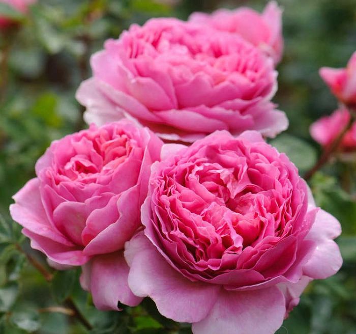 Принцеса Олександра оф Кент (Princess Alexandra of Kent)