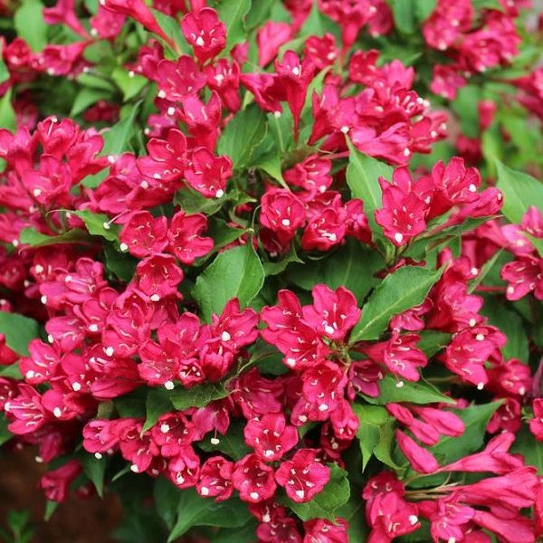 Вейгела Ева Ратке (Eva Rathke) 2л