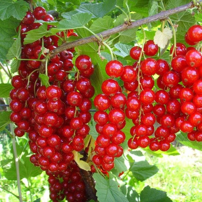 Джонкер Ван Тетс