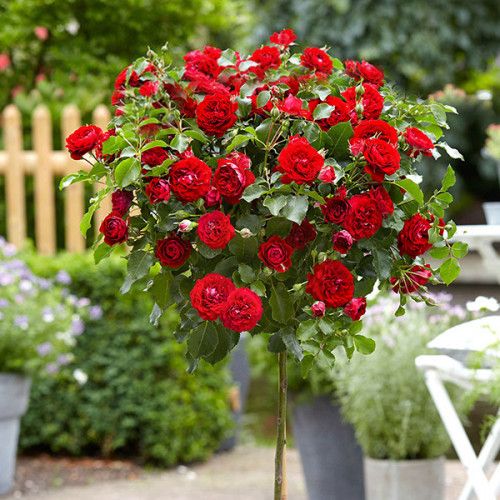 Троянда на штамбі Гранатовий браслет (Garnet Bracelet)