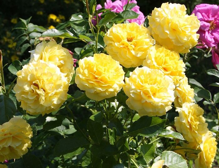 Ліхткенігін Лючія (Lichtkonigin Lucia)