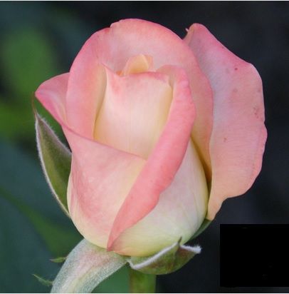 Белла Перла (Belle Perle)